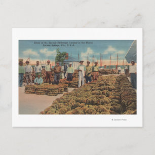 Tarpon Springs, FL - Szene des Schwammaustauschs Postkarte