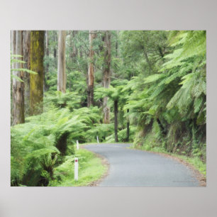 Tarra Bulga National Park, Strzelecki Ranges Poster