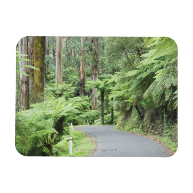 Tarra Bulga Nationalpark, Strzelecki Ranges Magnet (Horizontal)
