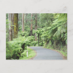 Tarra Bulga Nationalpark, Strzelecki Ranges Postkarte