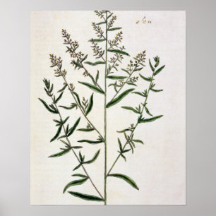 Tarragon, Platte 116 von 'A Curious Herbal', öffen Poster