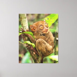 Tarsier Monkey Wildlife Süße Tier Leinwanddruck