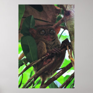 Tarsier Poster