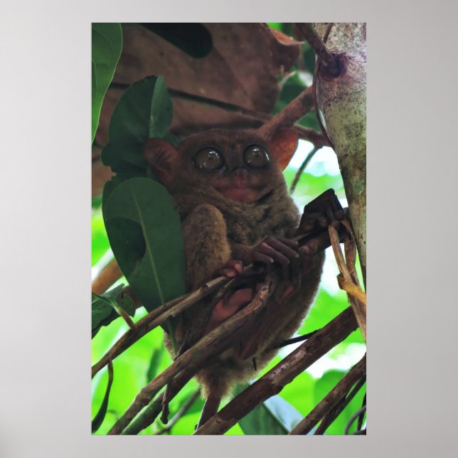 Tarsier Poster (Vorne)