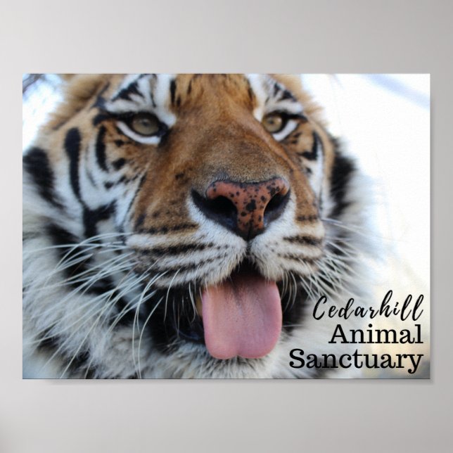 Tashara3 Poster (Vorne)