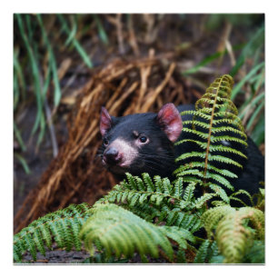 Tasmanian Devil Begegnung Poster