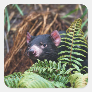 Tasmanian Devil Begegnung Quadratischer Aufkleber