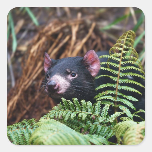Tasmanian Devil Begegnung Quadratischer Aufkleber (Vorderseite)