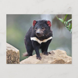 Tasmanian Devil Feiertagspostkarte