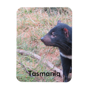 Tasmanian Devil Flexible Magnet