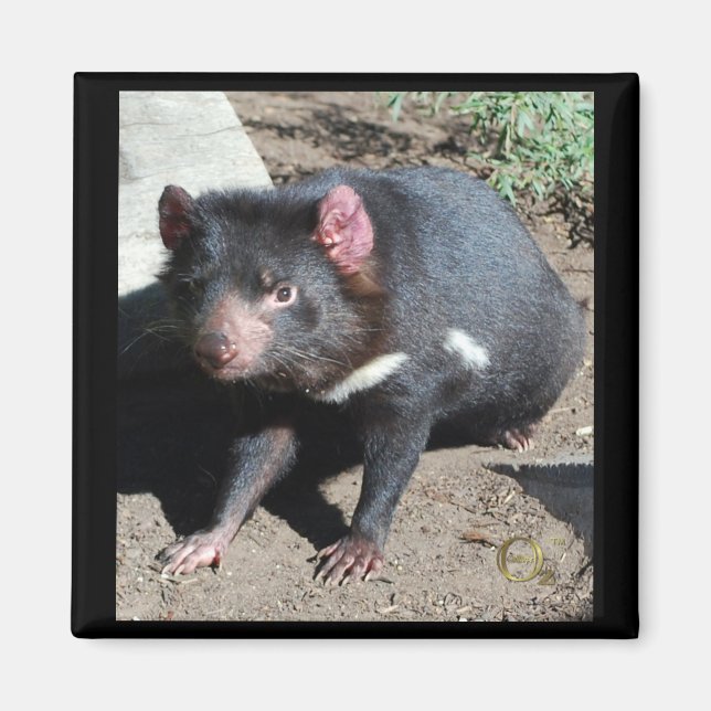 Tasmanian Devil Magnet (Vorne)