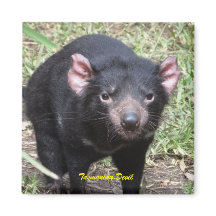 Tasmanian Devil