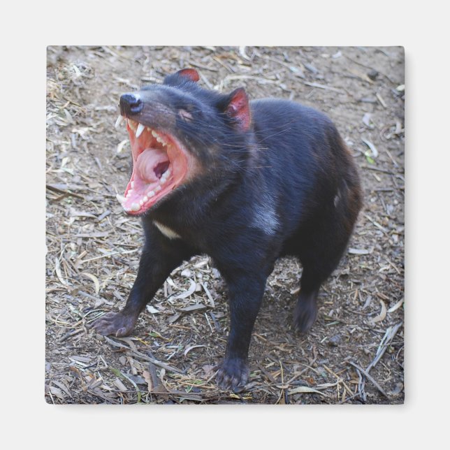 Tasmanian Devil Magnet (Vorne)