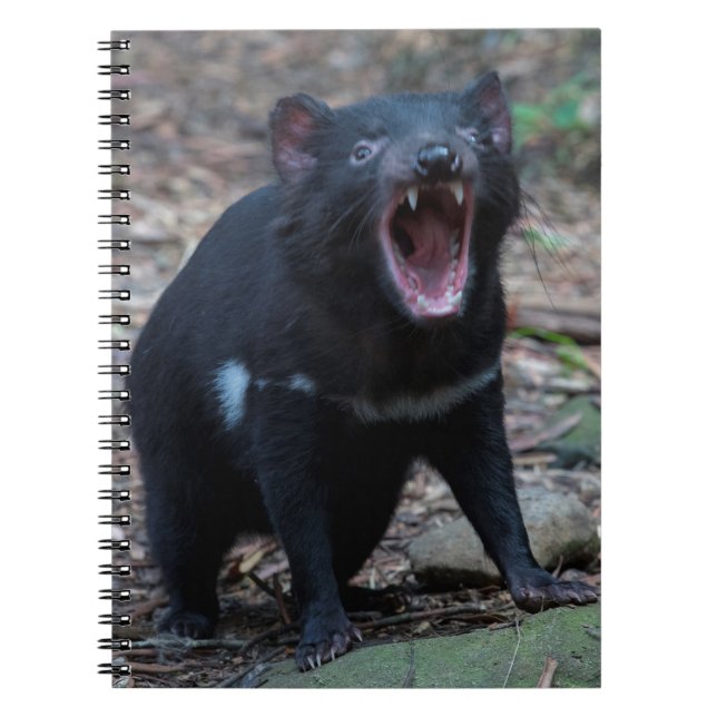 Tasmanian Devil Notizblock (Vorderseite)