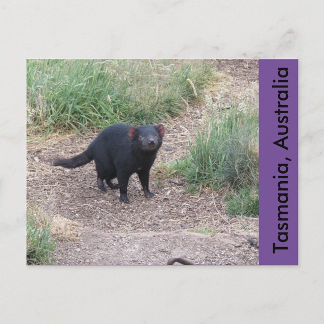 Tasmanian Devil Postcard Postkarte (Vorderseite)