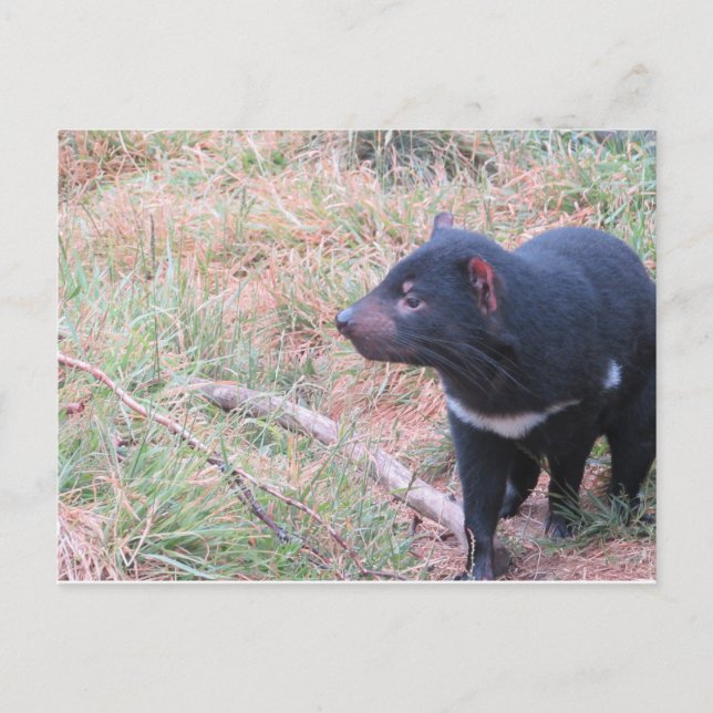 Tasmanian Devil Postcard Postkarte (Vorderseite)