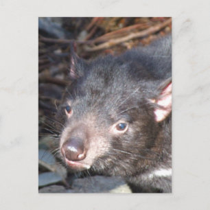 Tasmanian Devil Postcard Postkarte