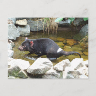 Tasmanian Devil Postcard Postkarte
