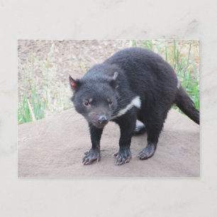 Tasmanian Devil Postcard Postkarte