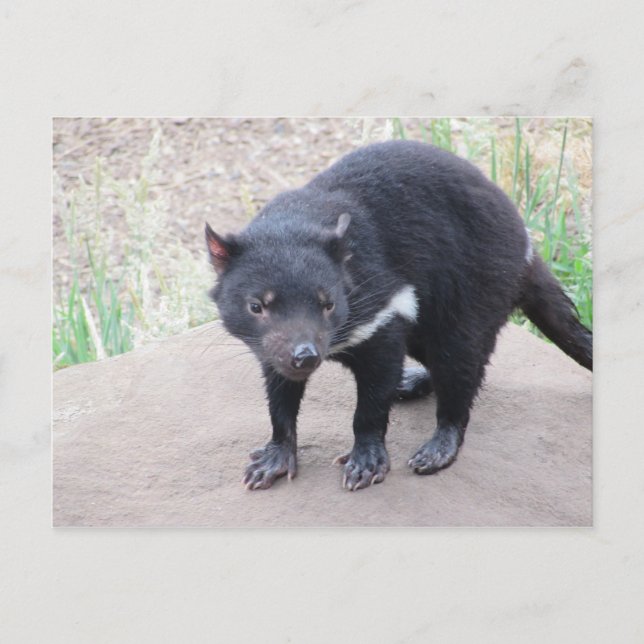 Tasmanian Devil Postcard Postkarte (Vorderseite)