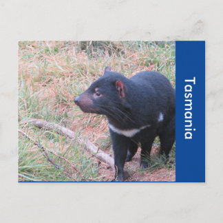Tasmanian Devil Postcard Postkarte