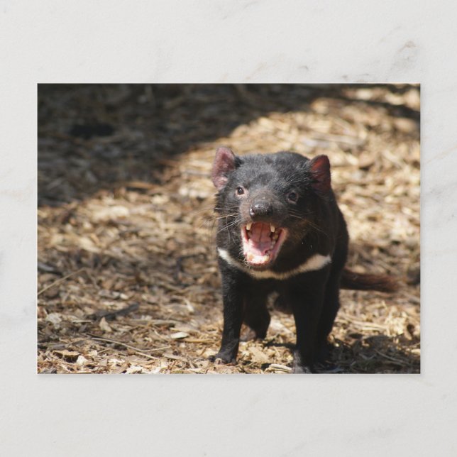 Tasmanian Devil Postkarte (Vorderseite)
