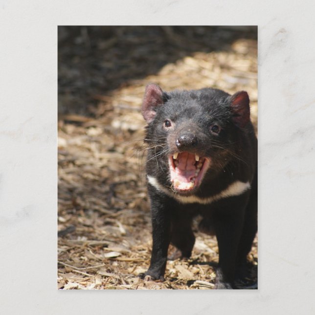 Tasmanian Devil Postkarte (Vorderseite)