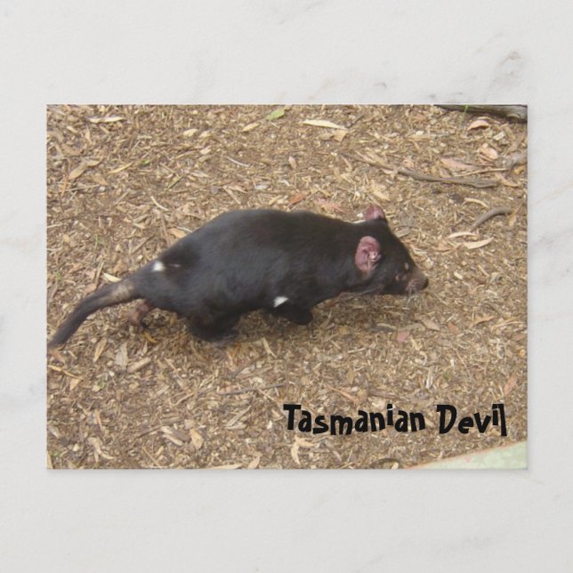 Tasmanian Devil Postkarte (Vorderseite)
