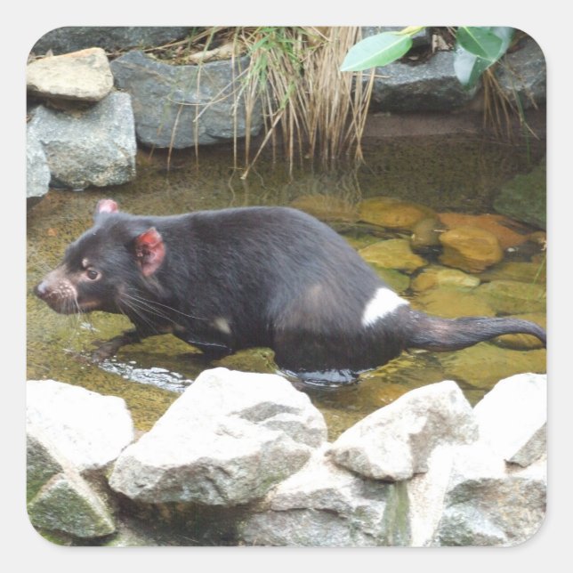 Tasmanian Devil Sticker (Vorderseite)