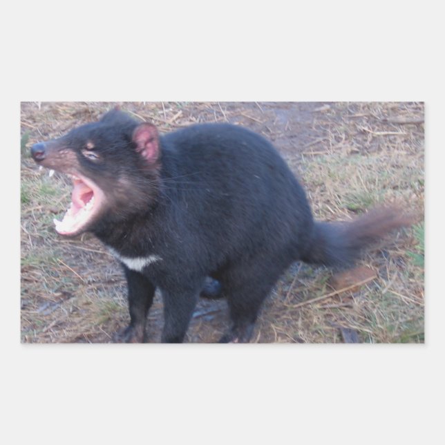 Tasmanian Devil - Stickers (Vorderseite)
