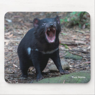 Tasmanian Devil Tasmania Australien Nah Up Foto Mousepad