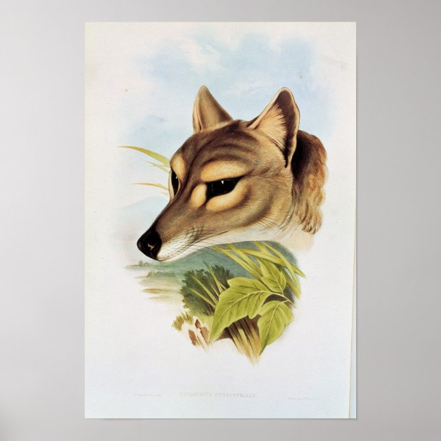 Tasmanian Wolf oder Tiger Poster (Vorne)