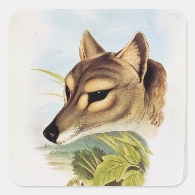 Tasmanian Wolf oder Tiger Quadratischer Aufkleber (Vorderseite)