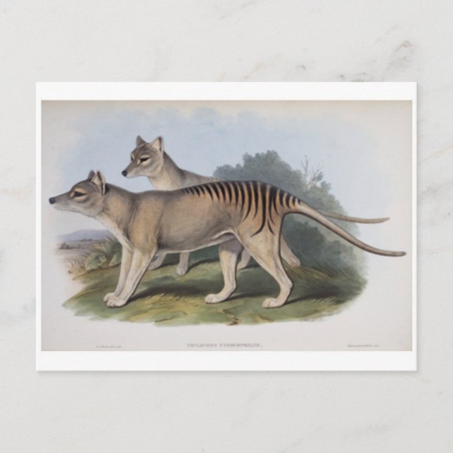 Tasmanischer Tiger Postkarte (Vorderseite)