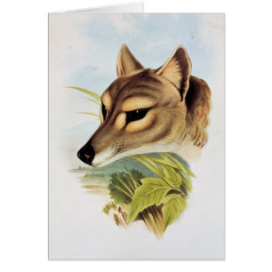 Tasmanischer Wolf oder Tiger