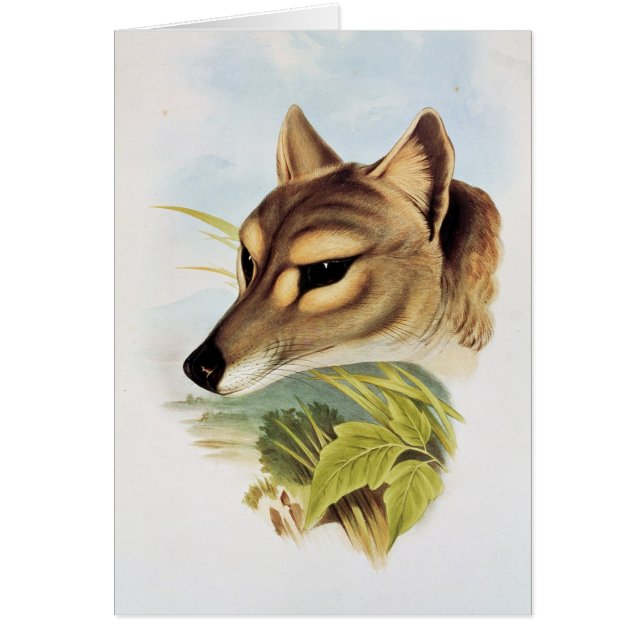 Tasmanischer Wolf oder Tiger (Vorne)