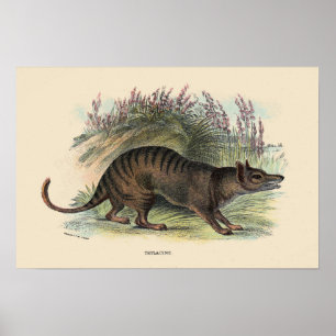 Tasmanischer Wolf Poster