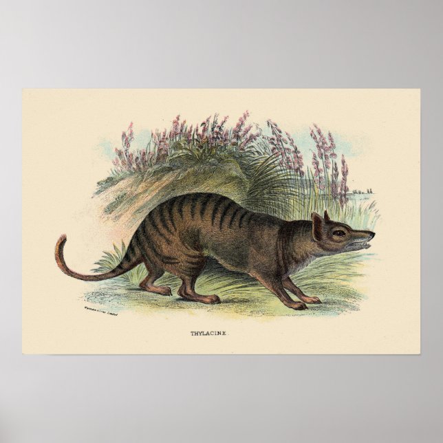 Tasmanischer Wolf Poster (Vorne)