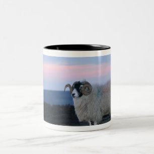 Tasse