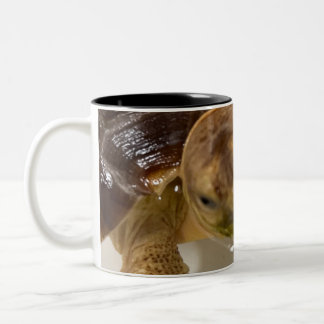 Tasse