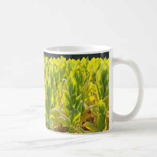 Tasse