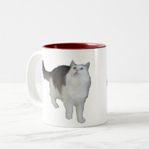 Tasse - betroffene Katze