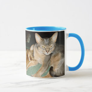 Tasse der Abessinier Kitten und Katzen
