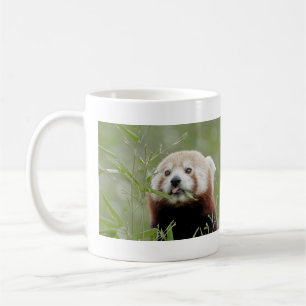 Tasse Foto roter Panda. Panda roux Tiere.