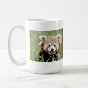 Tasse Foto roter Panda. Panda roux Tiere.
