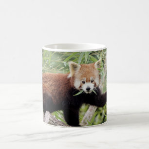 Tasse Foto roter Panda , Tiere . Tasse