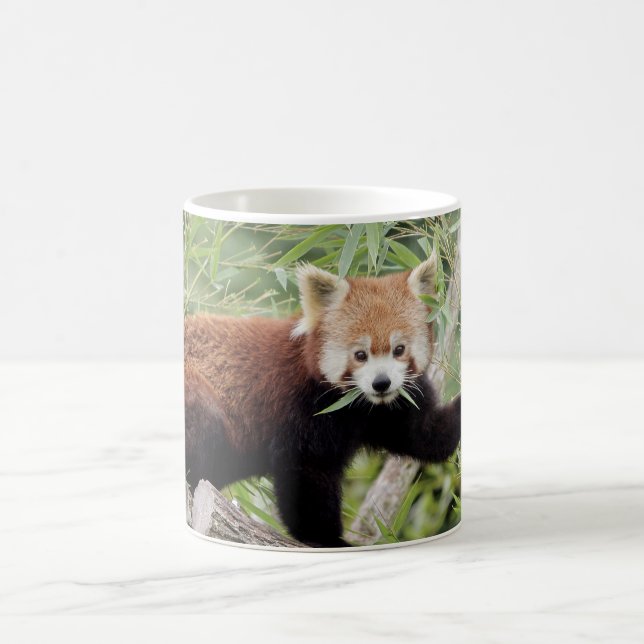 Tasse Foto roter Panda , Tiere . Tasse (Mittel)