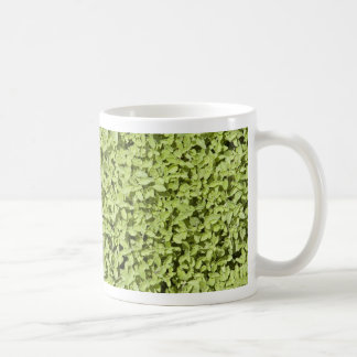 Tasse Oregano
