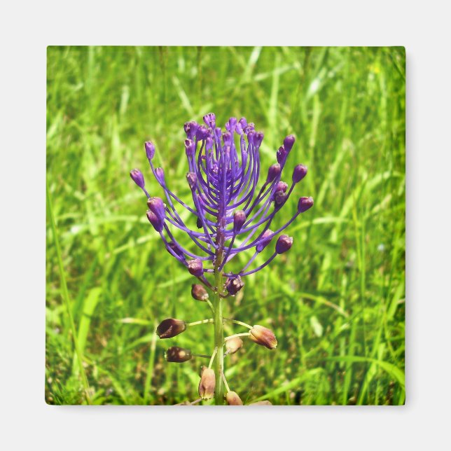 Tassel-Hyacinth Magnet (Vorne)