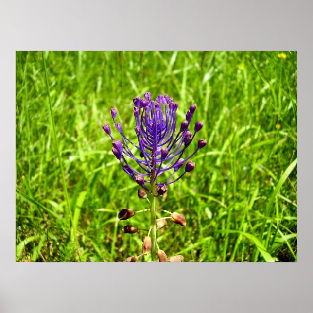 Tassel-Hyacinth-Poster Poster (Vorne)